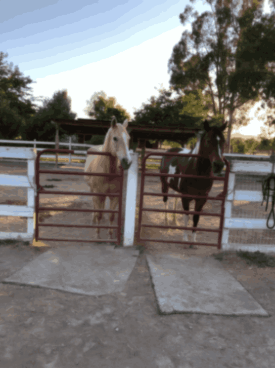 Billy and Candu, beloved pets featured in the Forever Ben Cat Corner gallery celebrating the bond between animals and families.