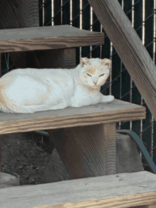Mama, a cherished pet featured in the Forever Ben Cat Corner gallery celebrating the deep bond between animals and their families.