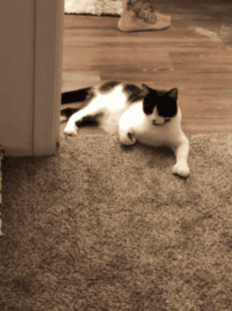 Zeak, a beloved companion featured in the Forever Ben Cat Corner gallery honoring the pets who leave paw prints on our hearts.