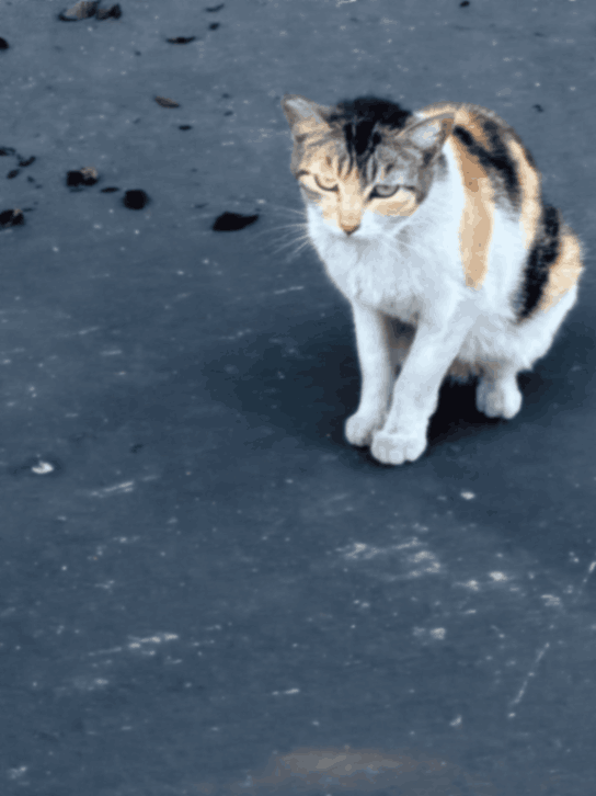 Little One, a cherished pet featured in the Forever Ben Cat Corner gallery celebrating the grace and mystery of feline companions.