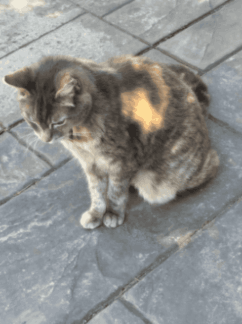 Tippy, a cherished companion featured in the Forever Ben Cat Corner gallery celebrating pets who leave paw prints on our hearts.