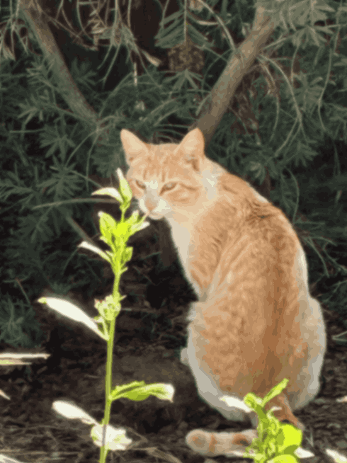 A cherished pet featured in the Forever Ben Cat Corner gallery celebrating the love and companionship of animals.