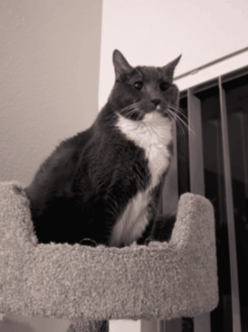 A beloved pet featured in the Forever Ben pet gallery celebrating the joy and companionship animals bring to everyday life.